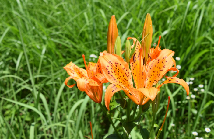 JERA park flower