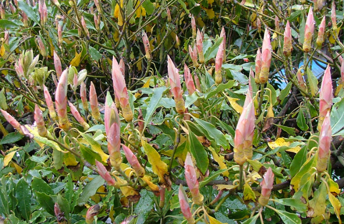 JERA park flower
