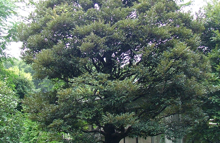 JERA park flower