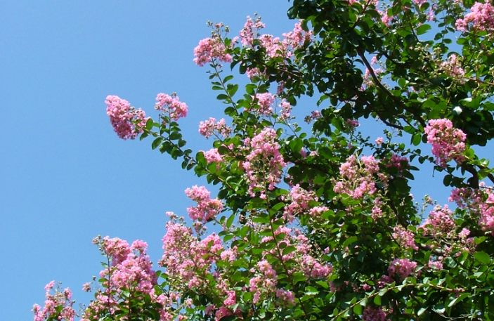 JERA park flower