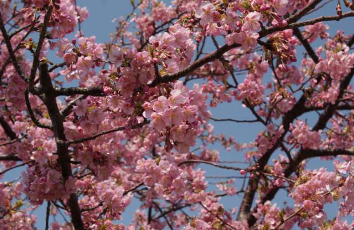 JERA park flower
