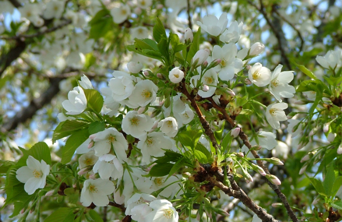 JERA park flower