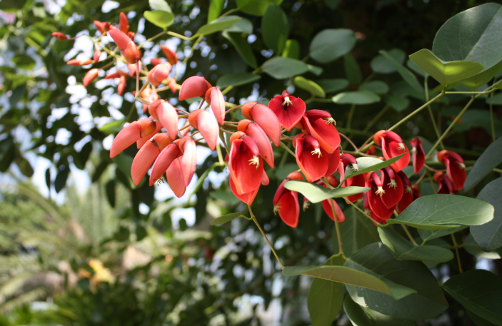 JERA park flower