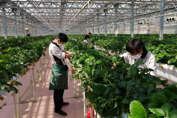 Strawberry cultivation